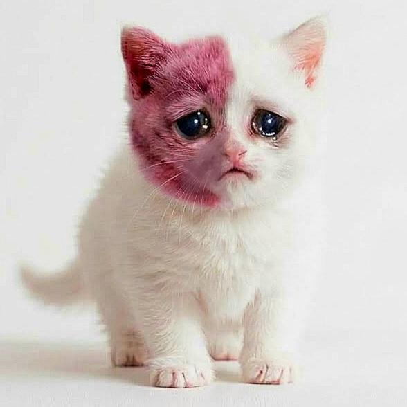 The original photo of the birthmarked kitten